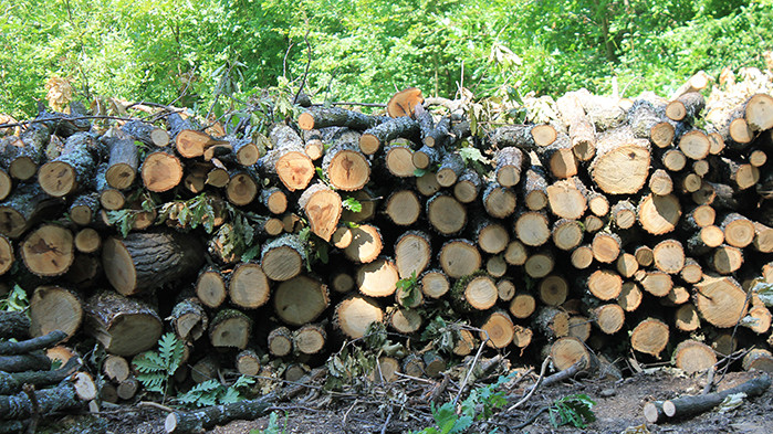 Държавните горски стопанства продължават с осигуряването на дърва за отопление
